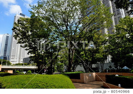 新宿新都心 新宿中央公園からの超高層ビル群の風景 新宿新都心 新宿中央公園からの超高層ビル群の風景 80540966