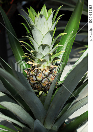 Closeup of a tiny pineapple growing on a houseplant Closeup of a tiny pineapple growing on a houseplant 80541162