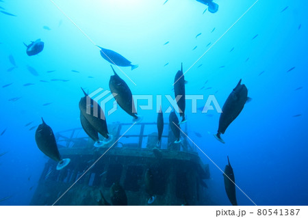 ツマリテングハギの群れ ツマリテングハギの群れ 80541387