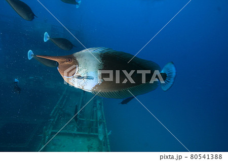 ツマリテングハギ生態写真 80541388