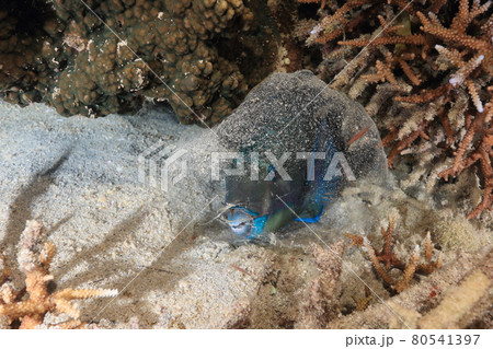 睡眠中のブダイ 睡眠中のブダイ 80541397