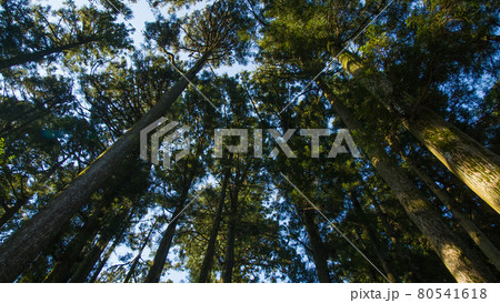 木々の叫び 80541618