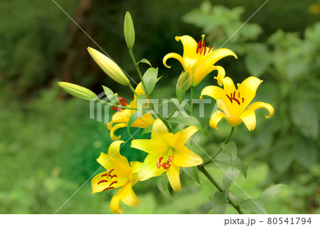 色とりどりに優雅に咲き誇る百合に花 80541794