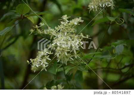 白い小花の集まり 白い小花の集まり 80541897