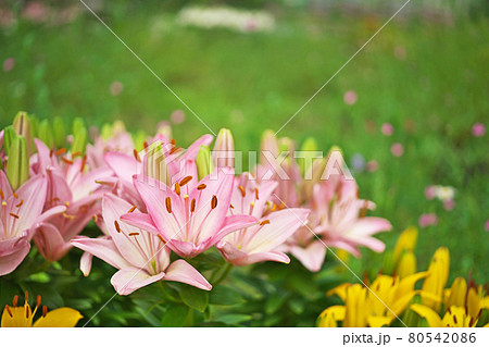 ピンクのオリエンタルハイブリッドリリーの花 80542086