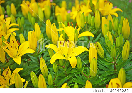 黄色いオリエンタルハイブリッドリリーの花 80542089