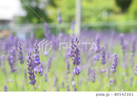 ラベンダー畑 ラベンダー畑 80542301
