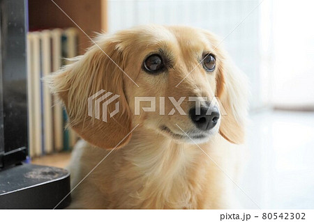 穏やかな表情のミニチュアダックスフント 80542302