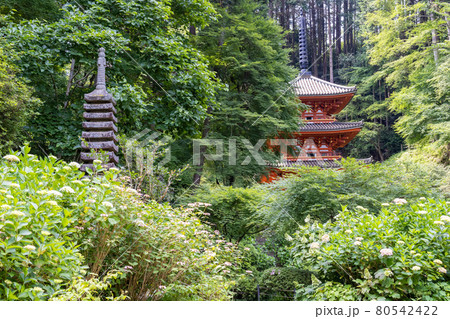 岩船寺三重塔とアジサイ 80542422