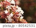 花 80542531