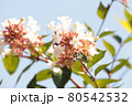 花2 80542532