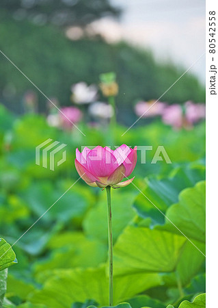 開き始めた赤いハスの花 開き始めた赤いハスの花 80542558