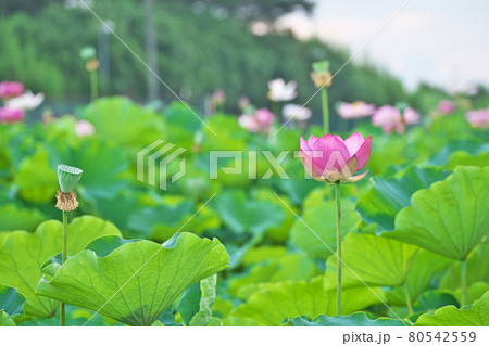 開き始めた赤いハスの花 開き始めた赤いハスの花 80542559