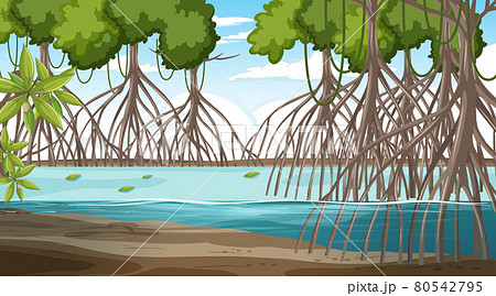 Mangrove forest landscape scene at daytime 80542795
