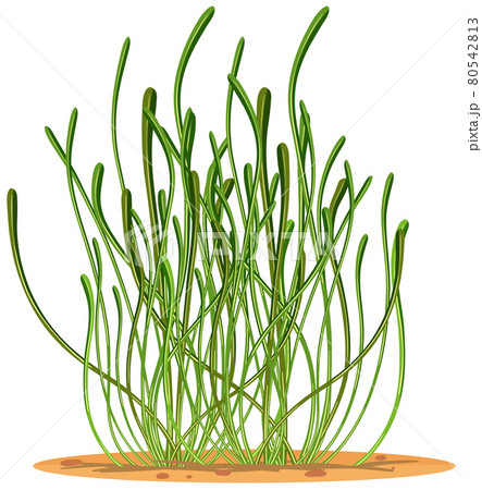 Seagrass in cartoon style isolated on white background Seagrass in cartoon style isolated on white background 80542813