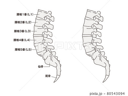 腰椎の仕組み　横から見た図　仙骨　尾骨　入り 80543094