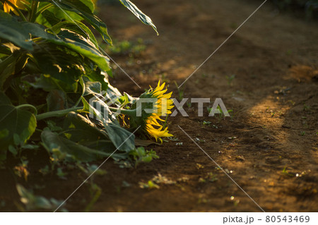 地面に倒れた一輪のひまわり 地面に倒れた一輪のひまわり 80543469