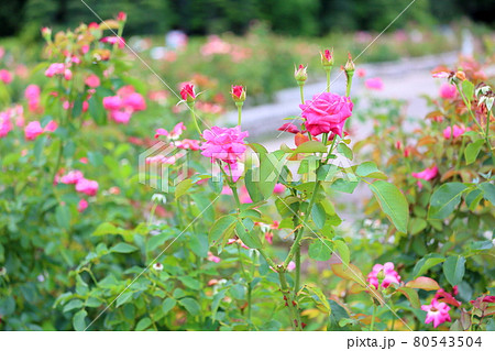 バラの花 プリンセス・チチブ バラの花 プリンセス・チチブ 80543504