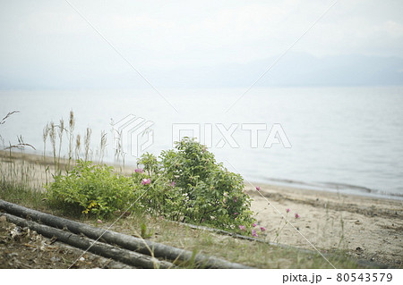 キャンプ場からの散歩道 キャンプサイト 夏休み 初夏 夏 避暑地 湖 キャンプ場からの散歩道 キャンプサイト 夏休み 初夏 夏 避暑地 湖 80543579