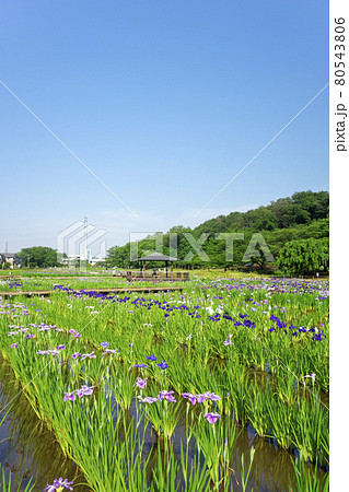 青空に菖蒲が咲く狭山丘陵北山公園 青空に菖蒲が咲く狭山丘陵北山公園 80543806