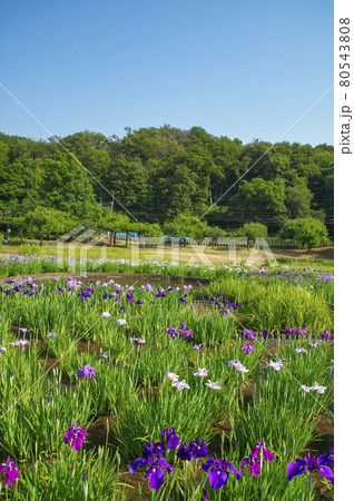青空に菖蒲が咲く狭山丘陵北山公園 80543808