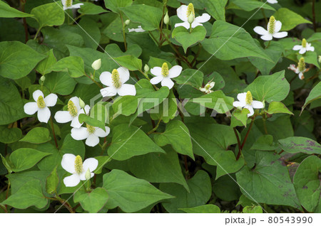 6月に咲くどくだみの白い花の写真素材