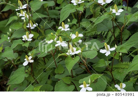 6月に咲くどくだみの白い花の写真素材