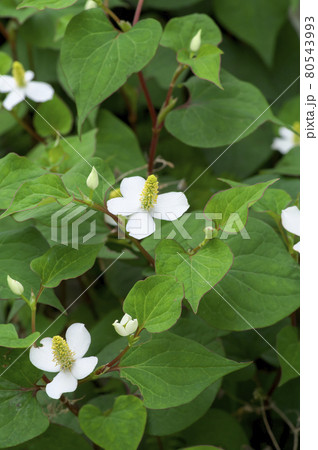 6月に咲くどくだみの白い花の写真素材