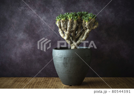 ユーフォルビア・ギラウミニアナ 80544391