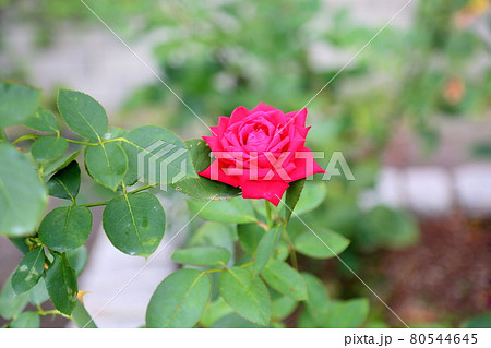 バラの花 クリスチャンディオール バラの花 クリスチャンディオール 80544645