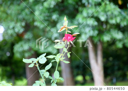 バラの花　クリスチャンディオール 80544650