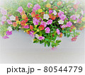 優しく華やかなカリブラコアの花壇 80544779