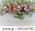 優しく華やかなカリブラコアの花壇 80544782