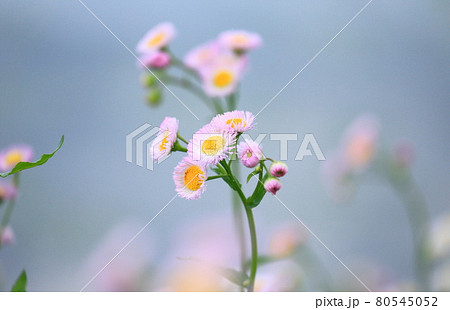 水辺のの春紫苑（ハルジオン） 80545052