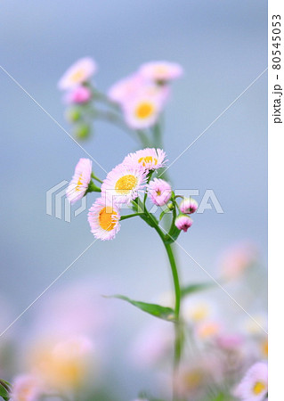 水辺のの春紫苑（ハルジオン） 80545053