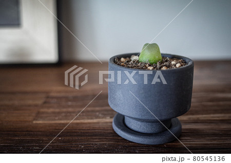 コノフィツム・ラツム 80545136