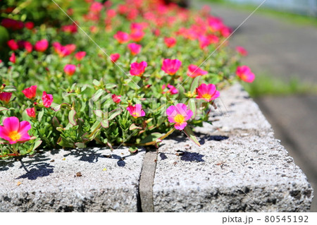ポーチュラカの花 80545192