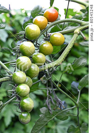 家庭菜園の成長中のミニトマト 家庭菜園の成長中のミニトマト 80545248