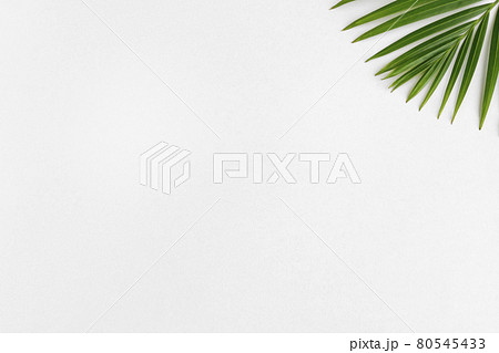背景素材　白い紙　植物 80545433