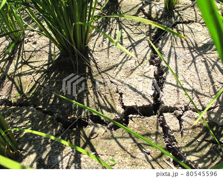 夏の土用に水を切る田んぼ中干しの土のヒビ割れ(横) 80545596