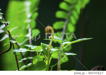 PTERIDIUM AQUILINUM is a species of frond that occurs in both temperate and subtropical regions in both hemispheres. 80545627
