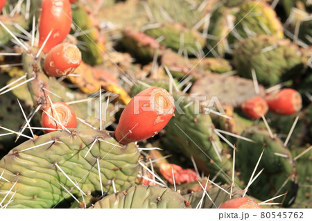 ウチワサボテンの実 80545762