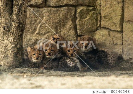 初めて展示場の出されて見物人を怖がって隅っこに兄弟で固まった生後2 80546548