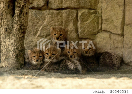 初めて展示場の出されて見物人を怖がって隅っこに兄弟で固まった生後2 80546552