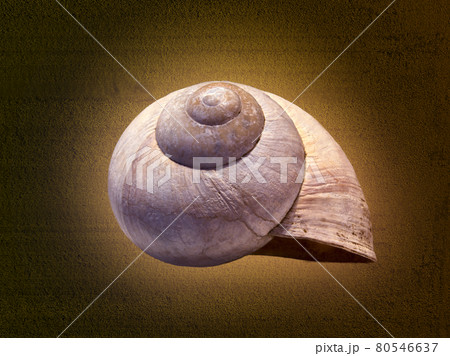 Empty shell of a snail, Helix pomatia, against an abstract textured luminous background, stacked macro Empty shell of a snail, Helix pomatia, against an abstract textured luminous background, stacked macro 80546637