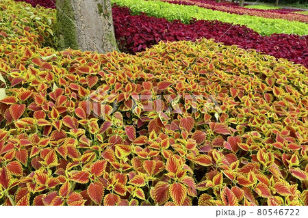 森林公園のコリウスの花畑 80546722