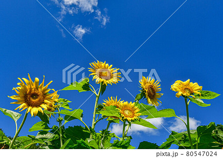 夏 ヒマワリ 花 80547024