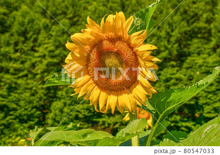 夏 ヒマワリ 花 80547033