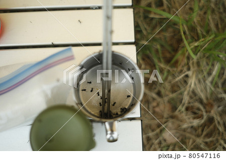 キャンプ場の恐怖 あり 蟻 アリ 大群 キャンプ場の恐怖 あり 蟻 アリ 大群 80547116