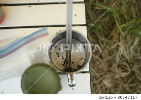 キャンプ場の恐怖　あり　蟻　アリ　大群 80547117